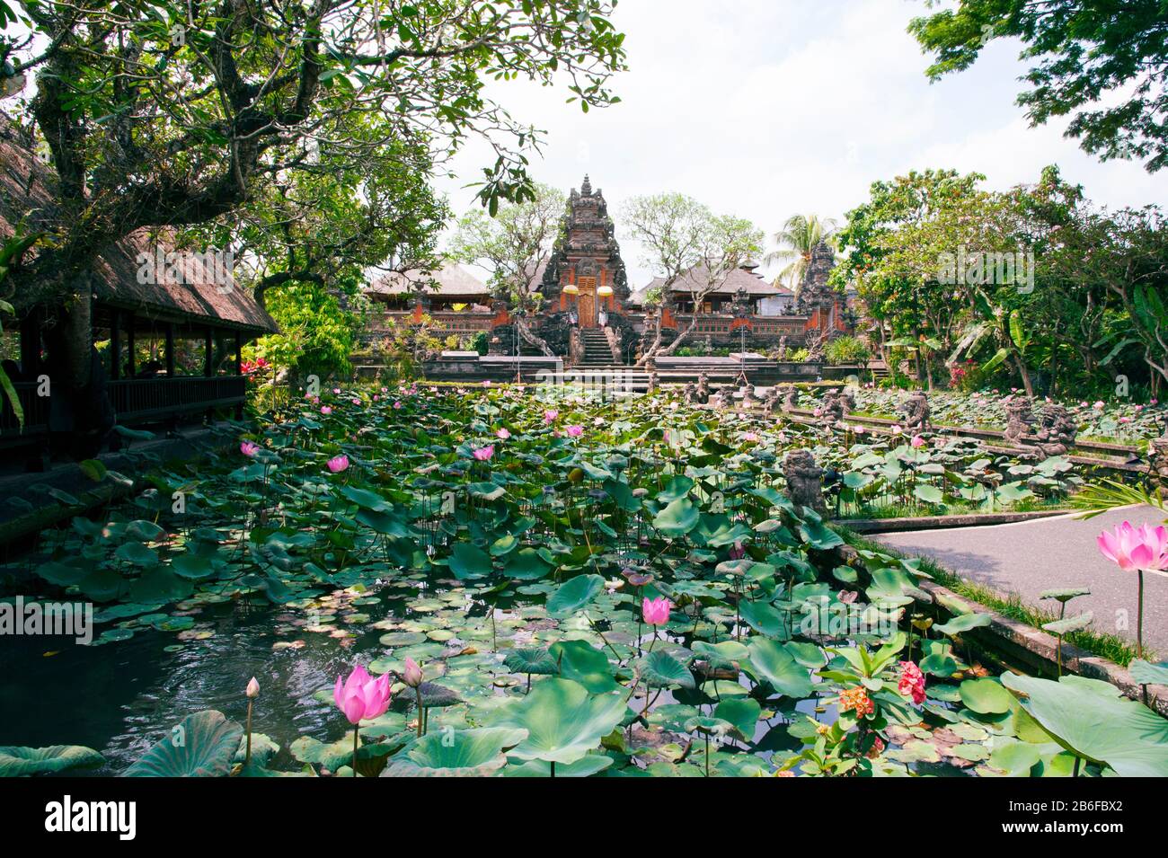 Water lilies in a pond at the Pura Taman Saraswati Temple, Ubud, Bali, Indonesia Stock Photo