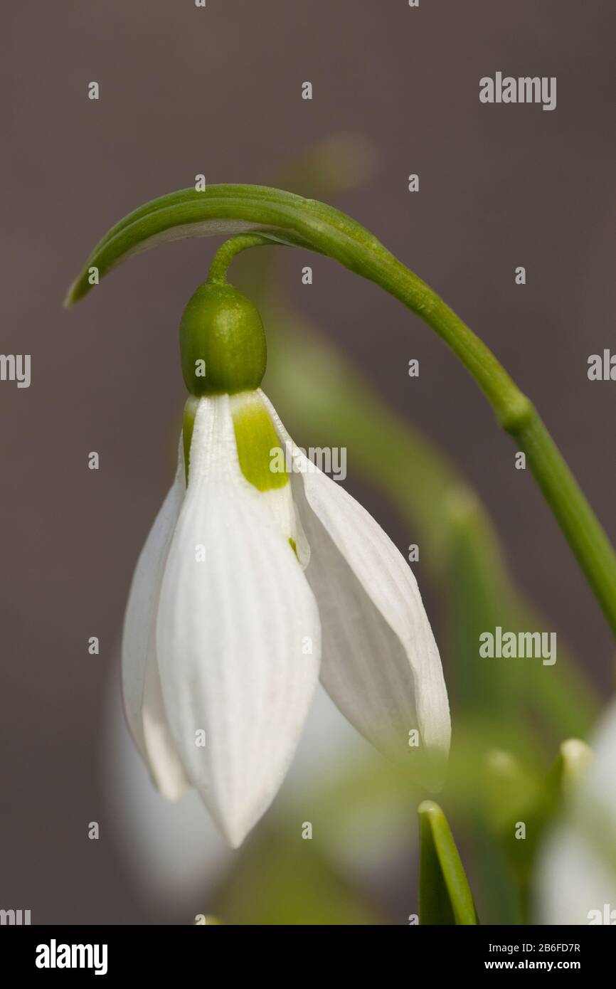 Snowdrop flower as Spring symbol blooming in the forest. Close up Stock Photo
