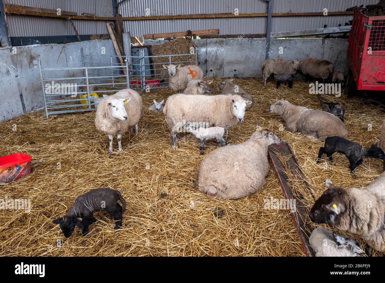 New lambs with ewes on a traditional Irish farm in Kildare, Ireland Stock Photo