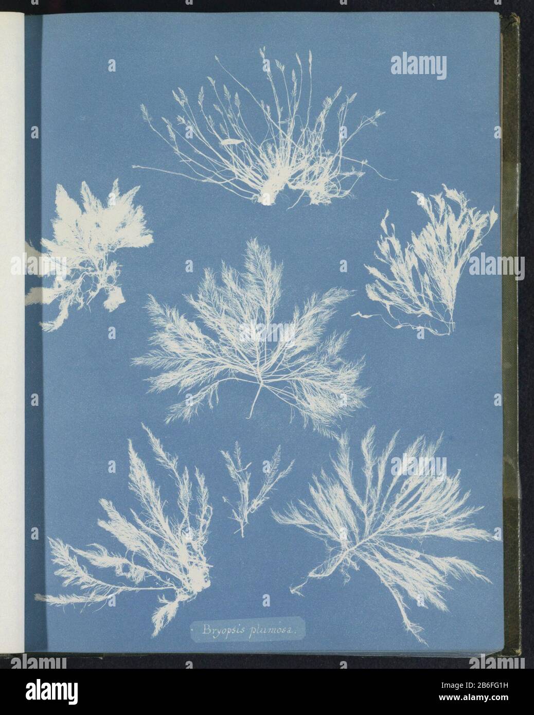 Bryopsis feathery Bryopsis plumosa Object Type : photo page Item number: RP-F 2016-133-11 Manufacturer : photographer Anna Atkins Place manufacture: United Kingdom Dating: ca. 1843 - ca. 1853 Material: paper Technique: cyanotypie Dimensions: Pages: 250 h mm × W 200 mm Subject: algae, seaweed Stock Photo