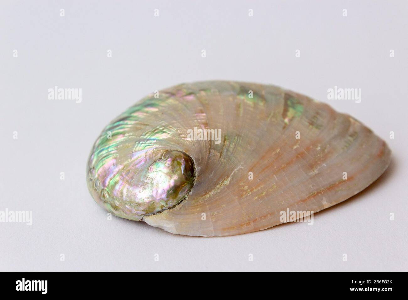 A single abalone shell on white background Stock Photo