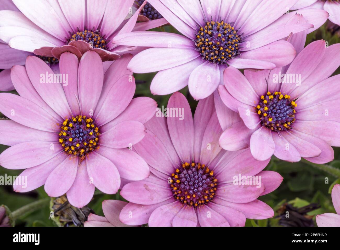 Soprano Light Purple African Daisies in Bloom in Northern California Stock Photo