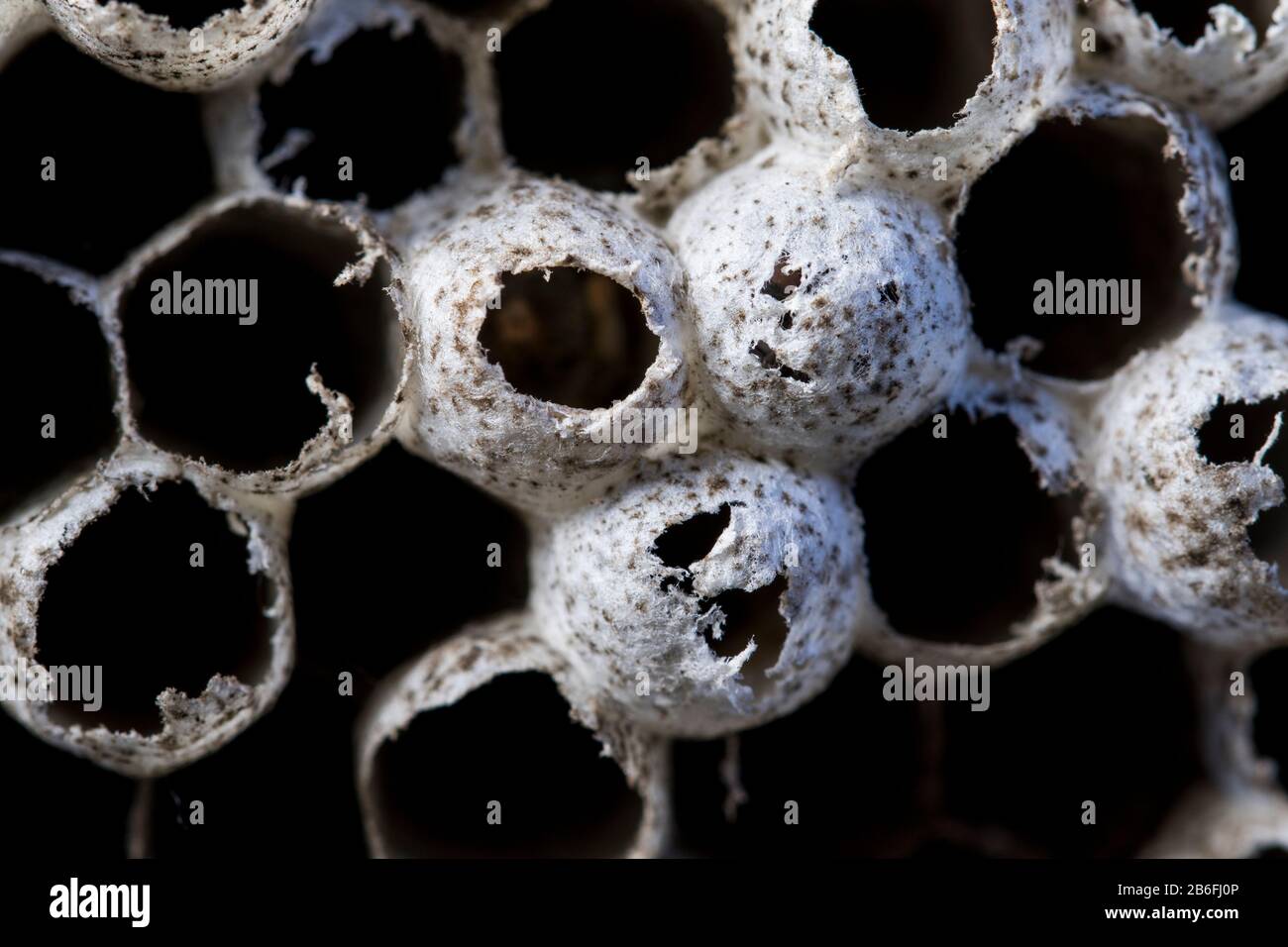 Wasp nest honeycomb pattern natural geometric design. Insect created pattern of wasp honeycomb from hive. Beekeeping concept. Stock Photo