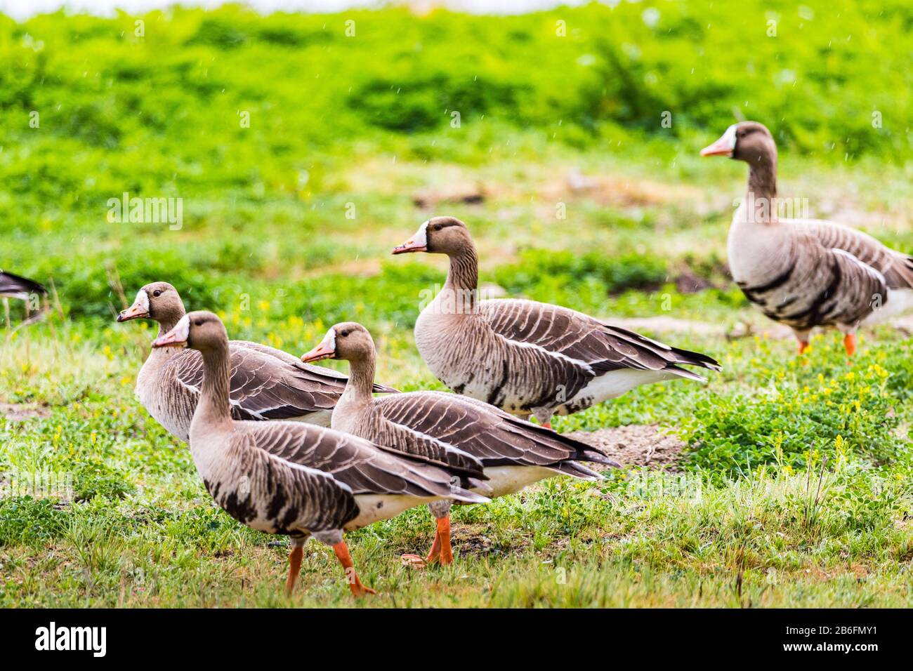 A gaggle of white-fronted geese (Anser albifrons) take off