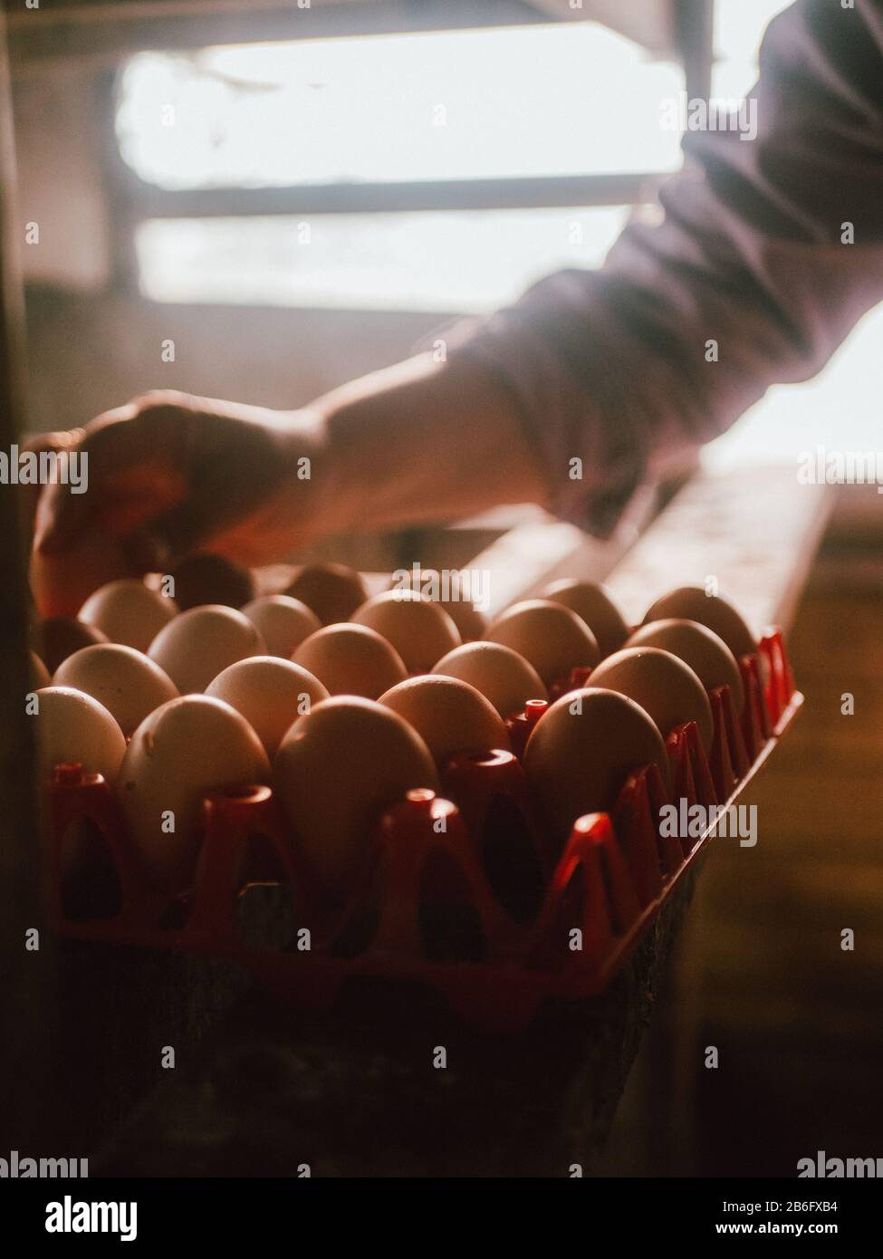 A woman picking up some free-ranged eggs in Australia Stock Photo