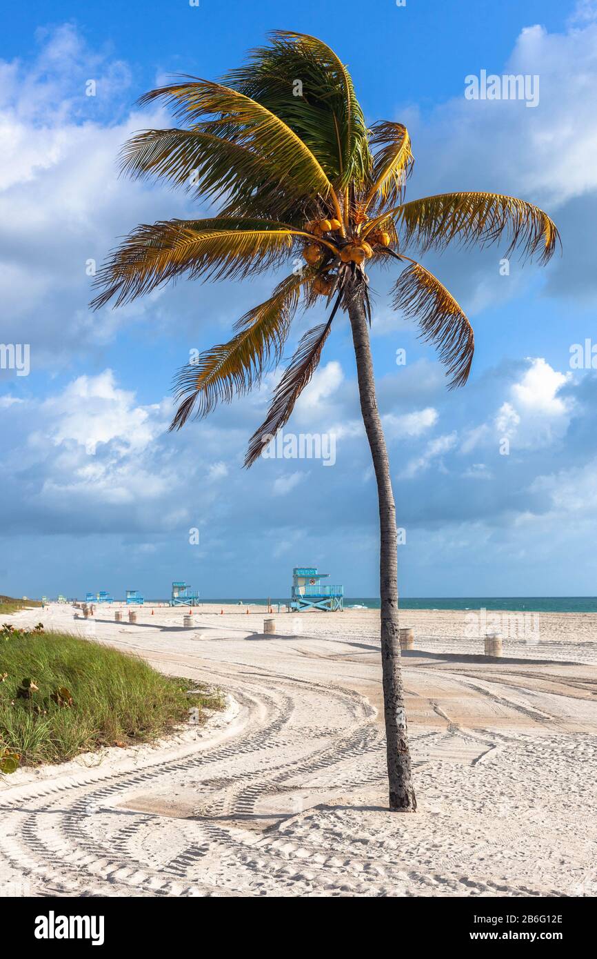 An isolated windswept palm tree, Haulover Beach, Miami, Florida, USA. Stock Photo