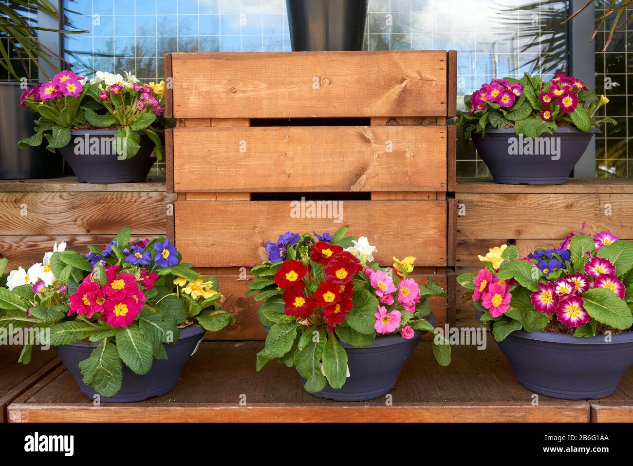 A display of potted primroses (primula) outside a store in spring Stock Photo