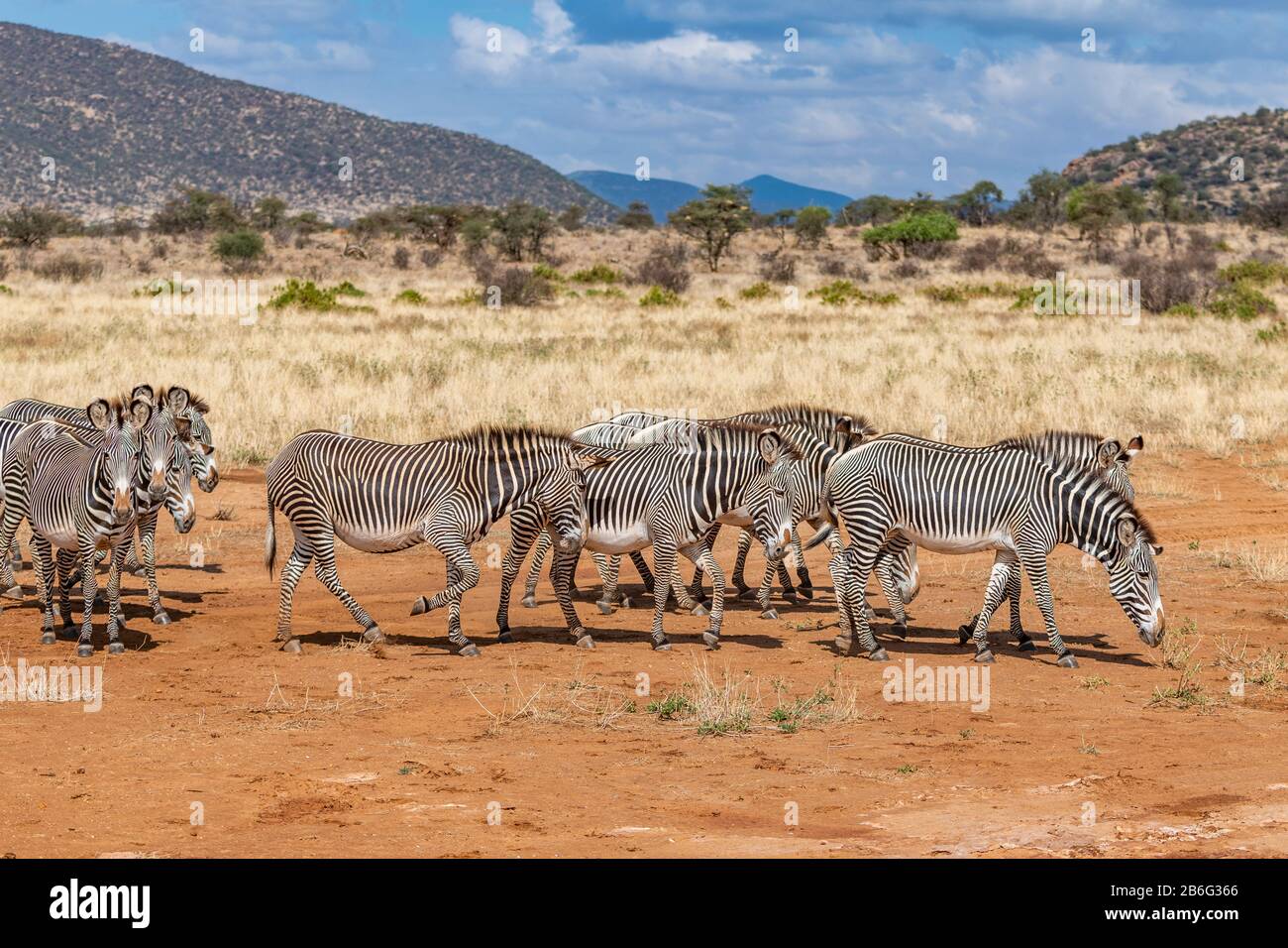 Rare Grévy's Zebra, an endangered species is the largest of all wild equines. Lives in semi-arid grassland, Kenya and Ethiopia. Stock Photo