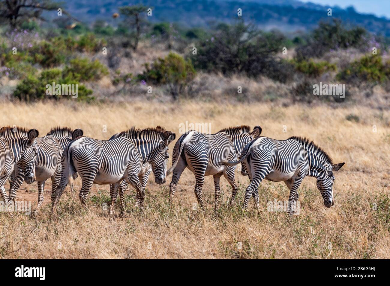 Rare Grévy's Zebra, an endangered species is the largest of all wild equines. Lives in semi-arid grassland, Kenya and Ethiopia. Stock Photo
