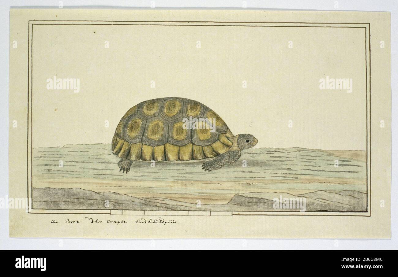 Chersina angulata (angulate tortoise) chersina angulata (angulate tortoise) Object Type: drawing animal study album leaf Object number: RP-T-1914-17-94 Inscriptions / Brands: annotation, in the lower left margin, pen and Brown, 'a kind of Caapse land turtles.' , see: Rookmaker p. 253 (in Gordon's handwriting) Manufacture Creator: artist: Robert Jacob Gordon (attributed to) Date: approx Oct 1777 - mar-1786 Physical features: pen in brown ink colors, brush and pen in ink; double frame lines; glued material: paper Ink Technique: brush / pen Dimensions: album leaf: h 660 mm × W 480 mmblad: h 200 m Stock Photo