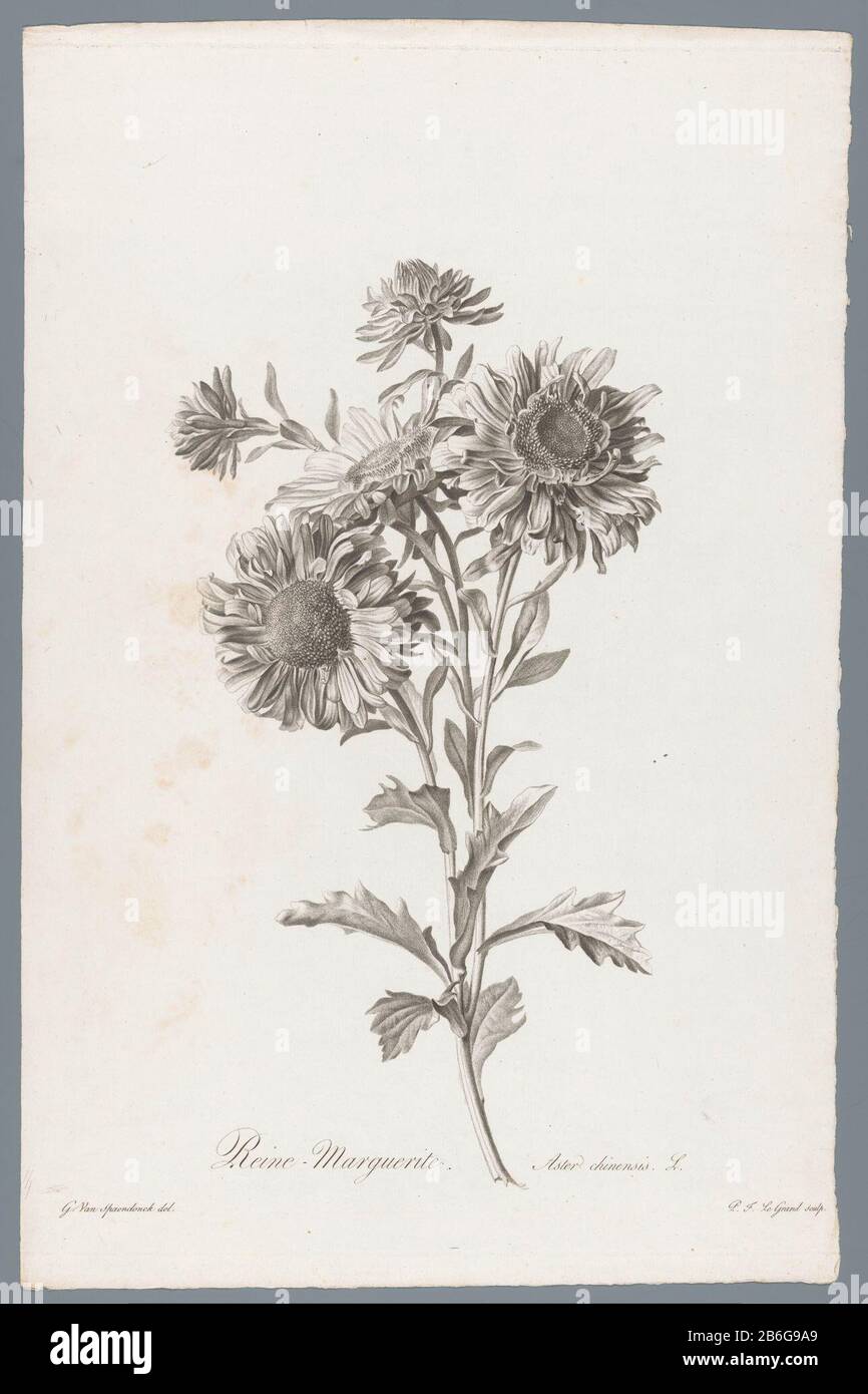Chinese aster pure-Marguerite / Aster chinensis L. (title object) Fleurs dessinées d'après nature (...) (series title) Property Type: print ornament picture Item number: RP-P-1909-4230 Inscriptions / Brands : collector brand, verso, stamped: Lugt 2228 Manufacturer : print maker: Pierre François Legrand (indicated on object) to drawing of: Gerard of Spaendonck (indicated on object) publisher: Gerard of Spaendonck Publisher: Jacques Louis Banc Place manufacture: Paris Date: 1799 - 1801 Physical features: dotted engra material: paper Technique: dotted engra dimensions: plate edge: mmblad h 492 b Stock Photo