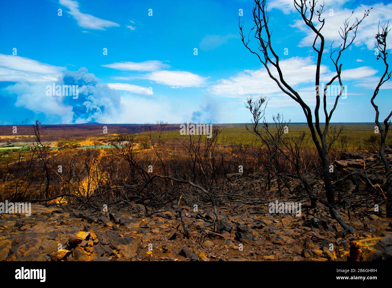 Burnt Trees from Bush Fire in Australia Stock Photo
