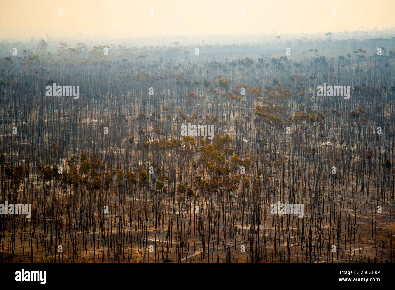 Burnt Trees from Bush Fire in Australia Stock Photo