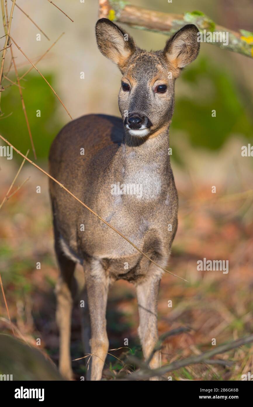 Roe Deer, Capreolus capreolus, female Stock Photo - Alamy
