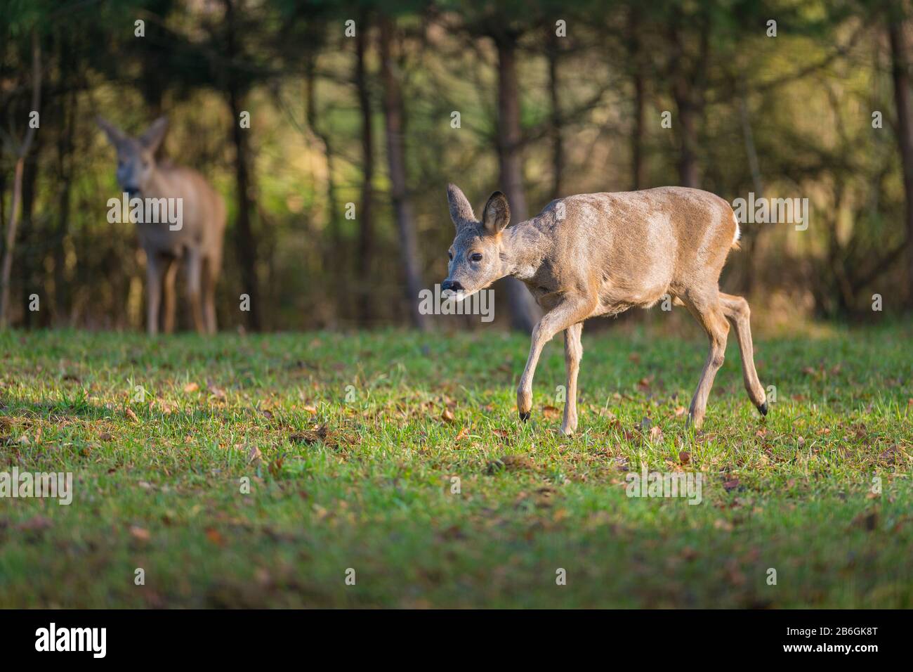 Roe Deer, Capreolus capreolus, female Stock Photo - Alamy
