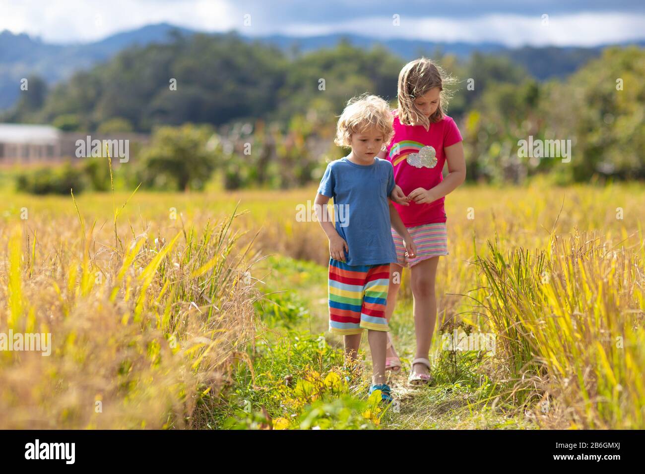 Kids visit rice plantation in Asia. Children playing in paddy field by ...