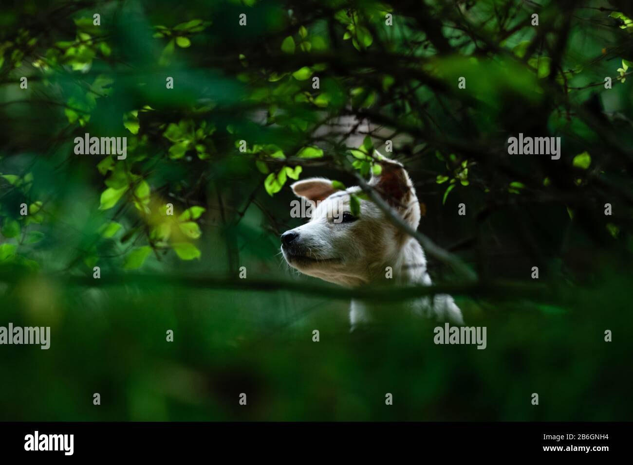 A dog in a park with greenery around and natural framing Stock Photo