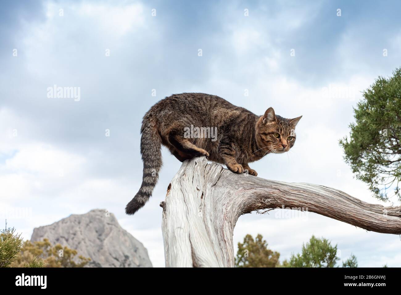Tabby stray cat sitting on a tree branch, soft focus Stock Photo - Alamy