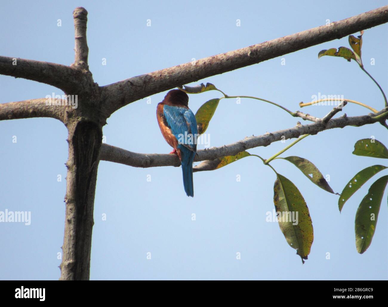 Bird of Western Terai, Rohini River Bank Forest, Rupandehi, Nepal Stock Photo
