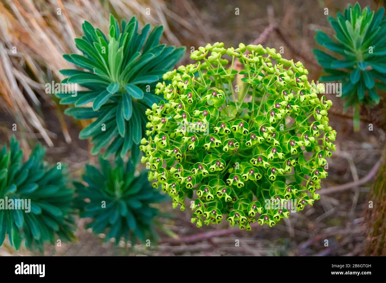 Green euphorbia milii plant with pink centers (also called crown of ...