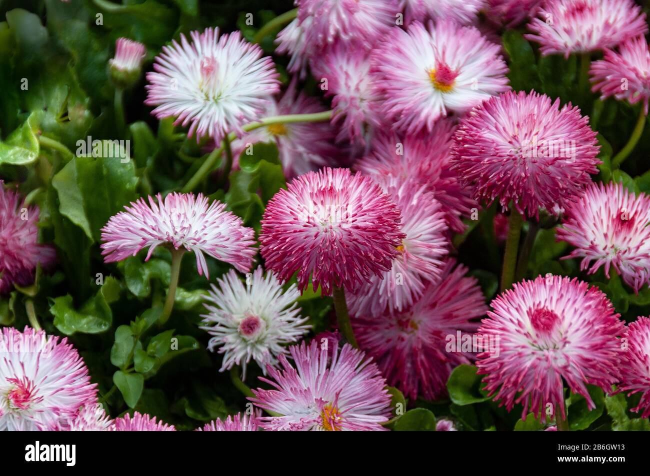 China Aster Sea Starlet Pink flowers, Callistephus Chinensis. Stock Photo