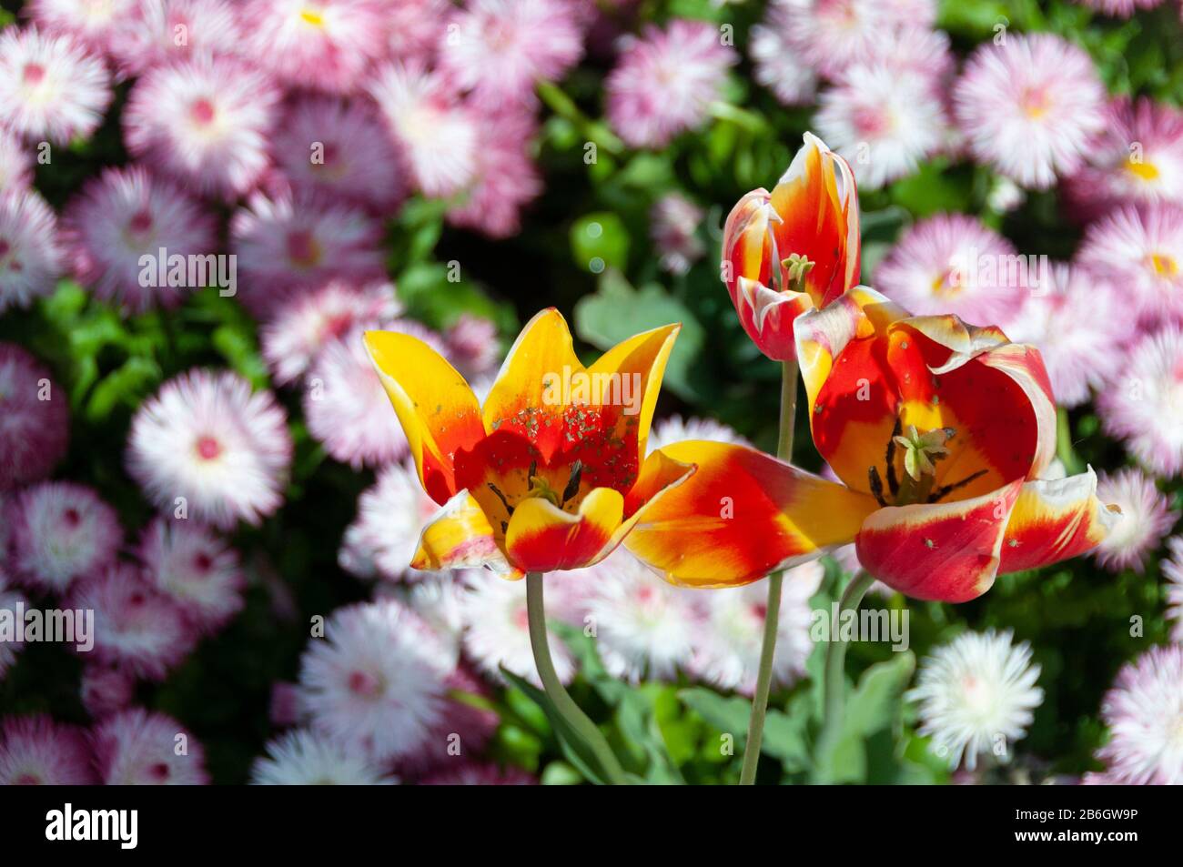 Close up of yellow and orange tulips in bright sunlight, against a background of blurred China Aster Sea Starlet Pink flowers. Stock Photo