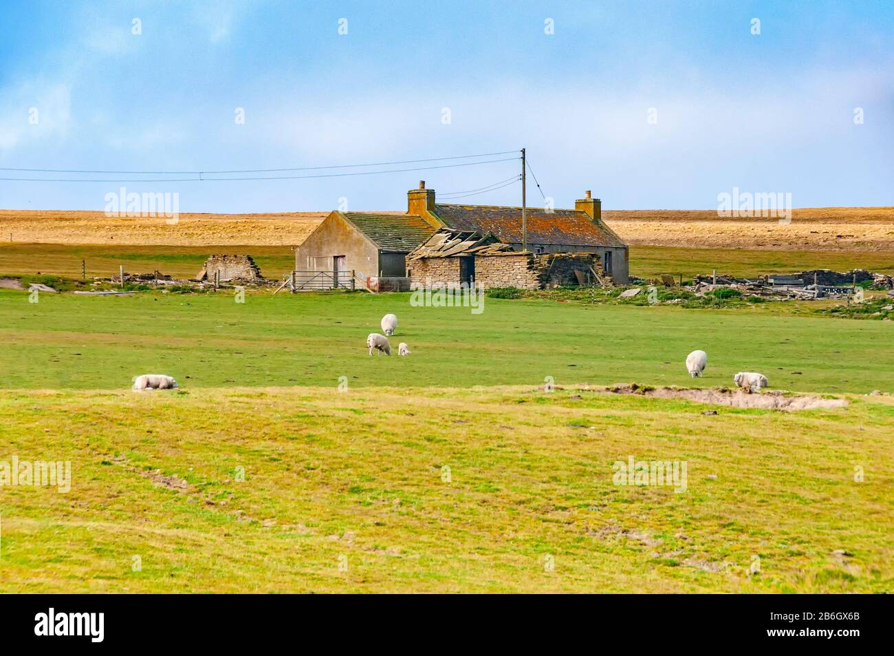 Sheep farm orkney islands hires stock photography and images Alamy