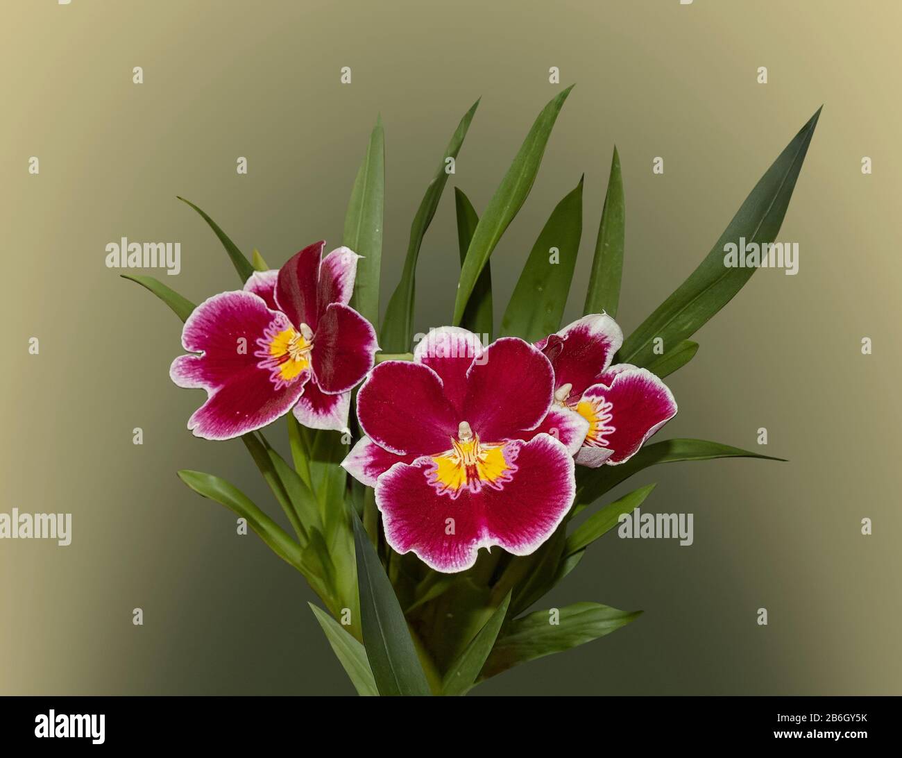 A group of three Miltonia Orchids, pansy orchids. Red orchids with yellow centers and white edges around the petals, isolated on a gradient background Stock Photo
