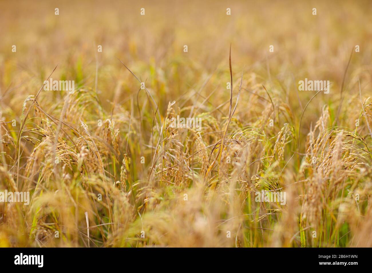 Rice plantation in Asia. Paddy field by sunset. Organic plants for food ...