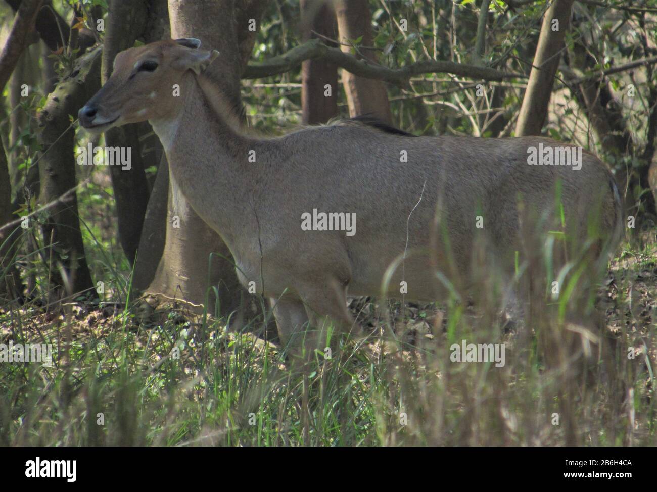 A Wild Cow or Nilgai or Blue bull in Rohini Forest, Western Terai Rupandehi, Nepal, South Asia Stock Photo