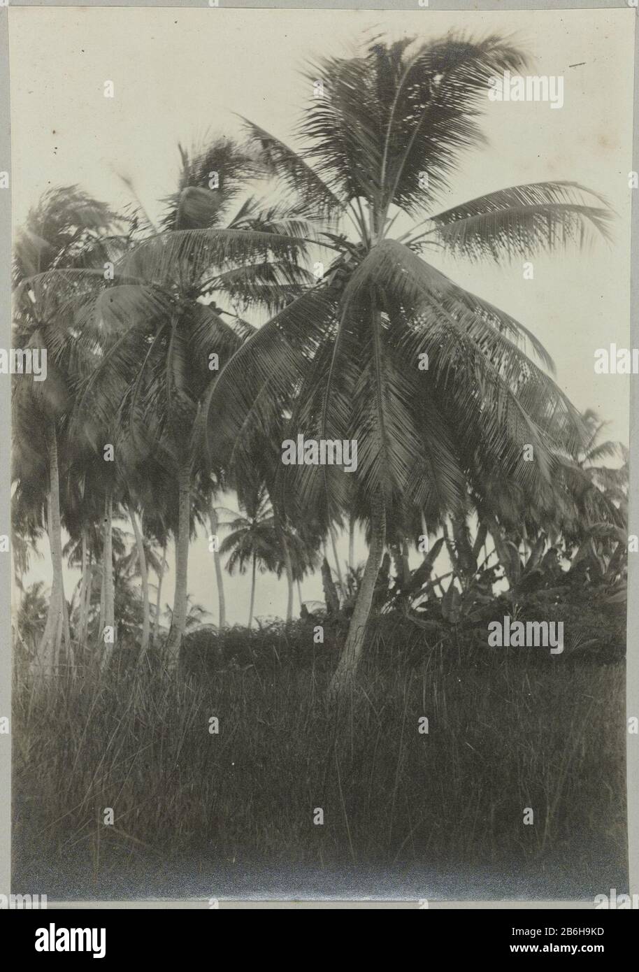 Coronie (title object) Coconut trees to Coronie. Part of the album Souvenir de Voyage (Part 2), about the life of the Doijer family in and around the plantation Ma Retraite in Suriname during the years 1906-1913. Manufacturer : Photographer: Hendrik Doijer (attributed to) Place manufacture: Suriname Date: 1906 - 1913 Physical features: gelatin silver print material: paper Technique: gelatin silver print dimensions: photo: h 175 mm × W 122 mm Date: 1906 - 1913 Stock Photo