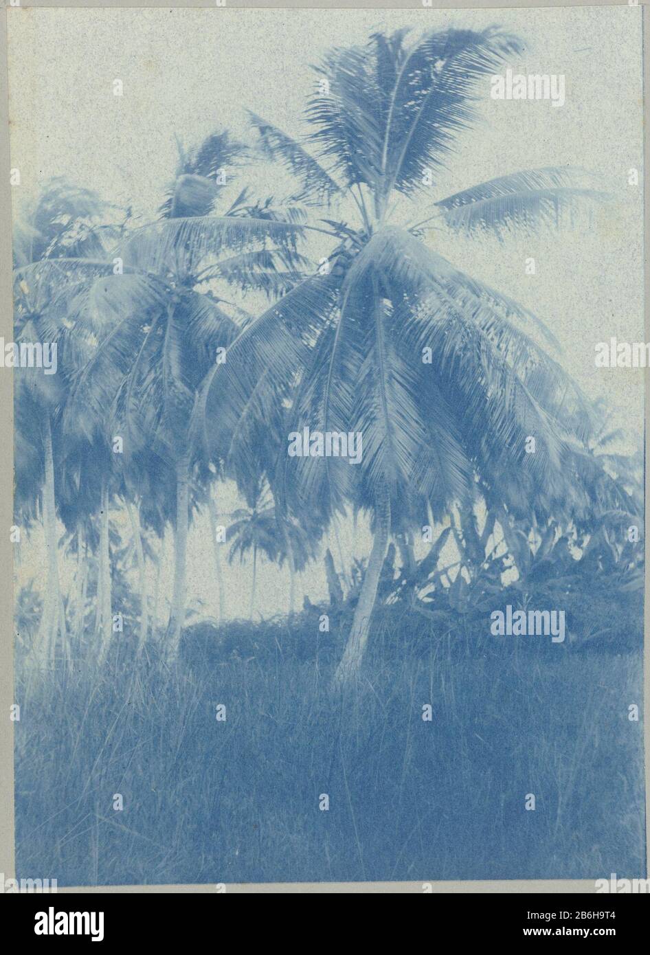 Coronie (title object) Coconut trees in Coronie. Part of the album Souvenir de Voyage (Part 2), about the life of the Doijer family in and around the plantation Ma Retraite in Suriname during the years 1906-1913. Manufacturer : Photographer: Hendrik Doijer (attributed to) Place manufacture: Suriname Date: 1906 - 1913 Physical features: cyanotypie Material: paper Technique: cyanotypie Dimensions: photo: h 169 mm × W 121 mm Date: 1906 - 1913 Stock Photo