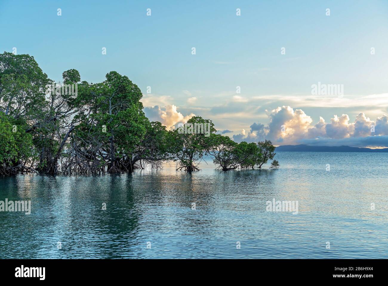Early morning light on mangrove trees growing in the ocean Stock Photo