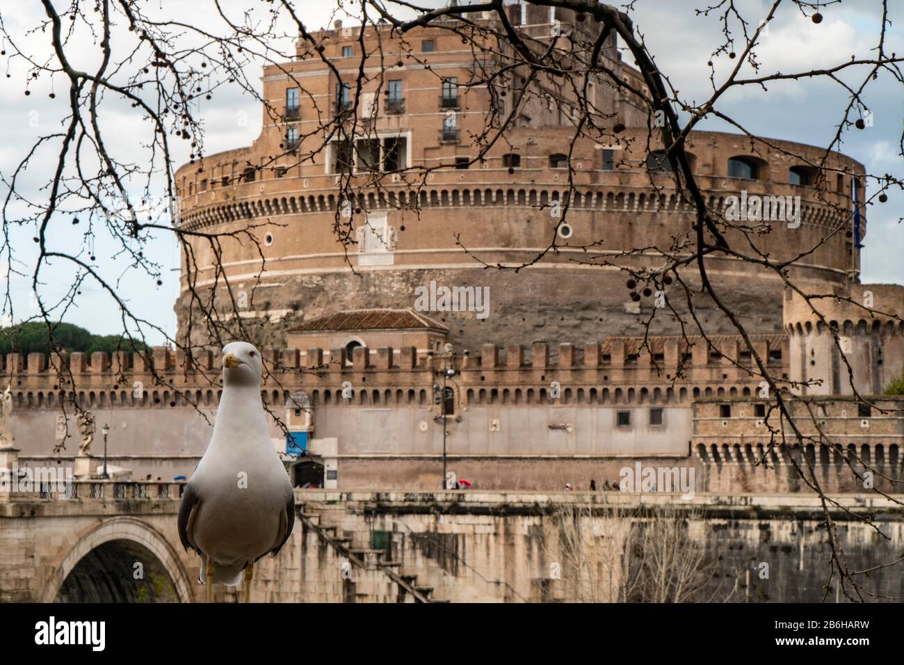 Seagull with Castel Sant Angelo in Rome in Italy in the background Stock Photo