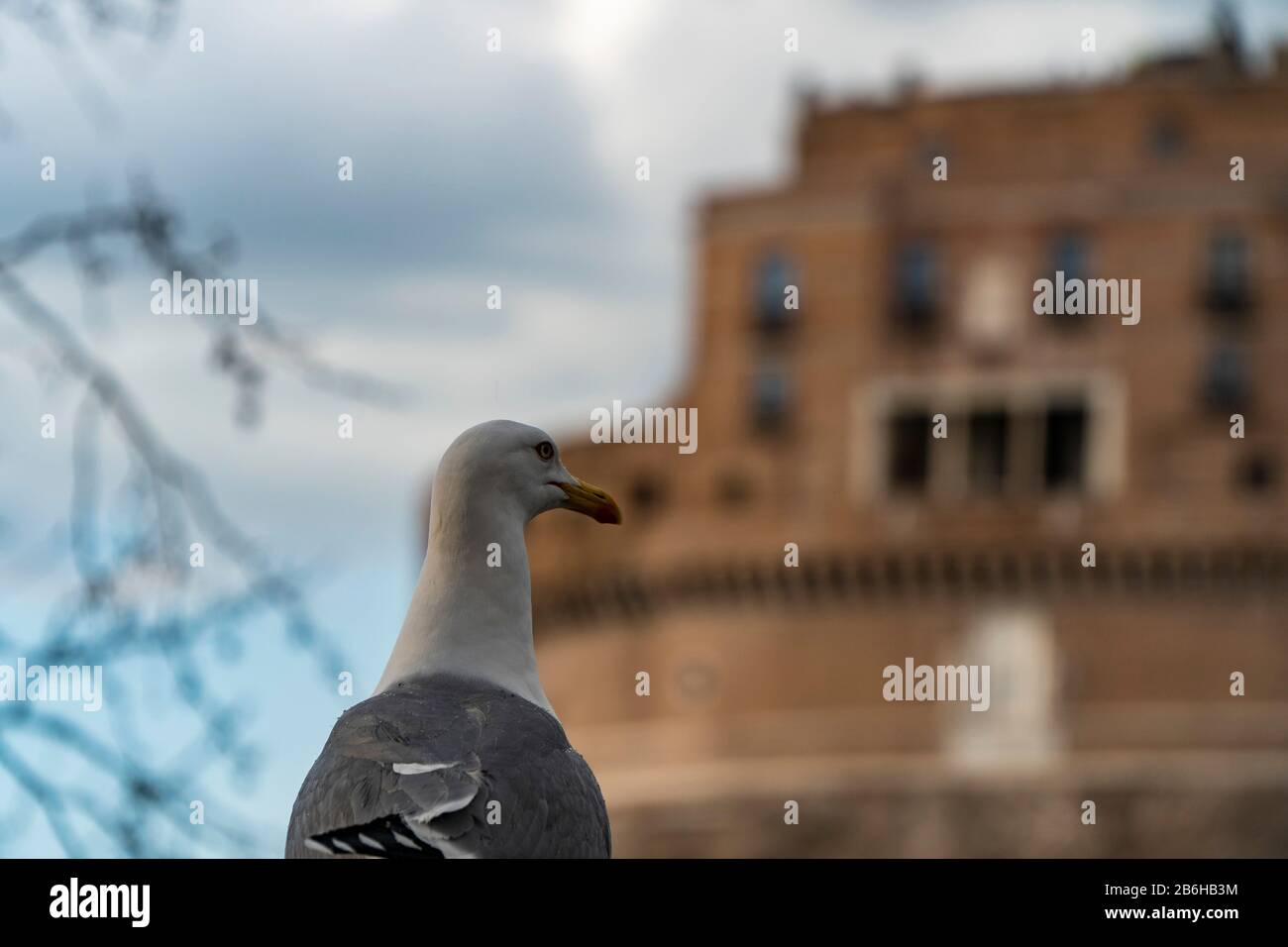 Seagull with Castel Sant Angelo in Rome in Italy in the background Stock Photo