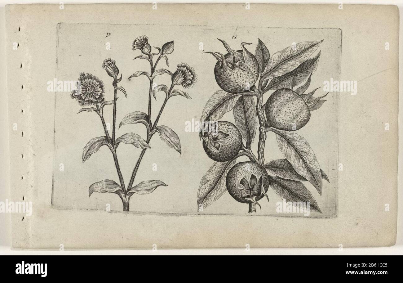 Dagkoekoeksbloem en Mispel know lilies (serietitel) Campion (Silene dioica) and medlar (Mespilus germanica), numbered 17 and 18. Manufacturer : print maker: Crispijn of de Passe (I) (attributed to) to drawing of: Crispijn of de Passe (I) ( attributed to) publisher: Crispijn of de Passe (I), editor: Hans Place Wout Neel manufacture: print maker: Cologne in drawing: Cologne Publisher: Cologne Publisher: London Date: 1600 - 1604 Physical characteristics: engra; proofing; the contour lines of the right-hand representation are pierced material: paper Technique: engra (printing process) / punching s Stock Photo