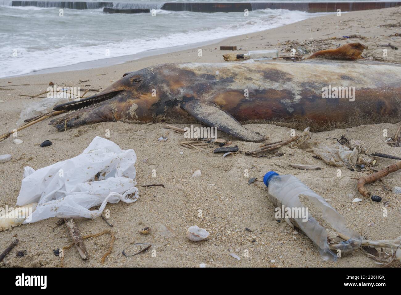 Dead Dolphin washed up on the sandy beach is surrounded by plastic ...