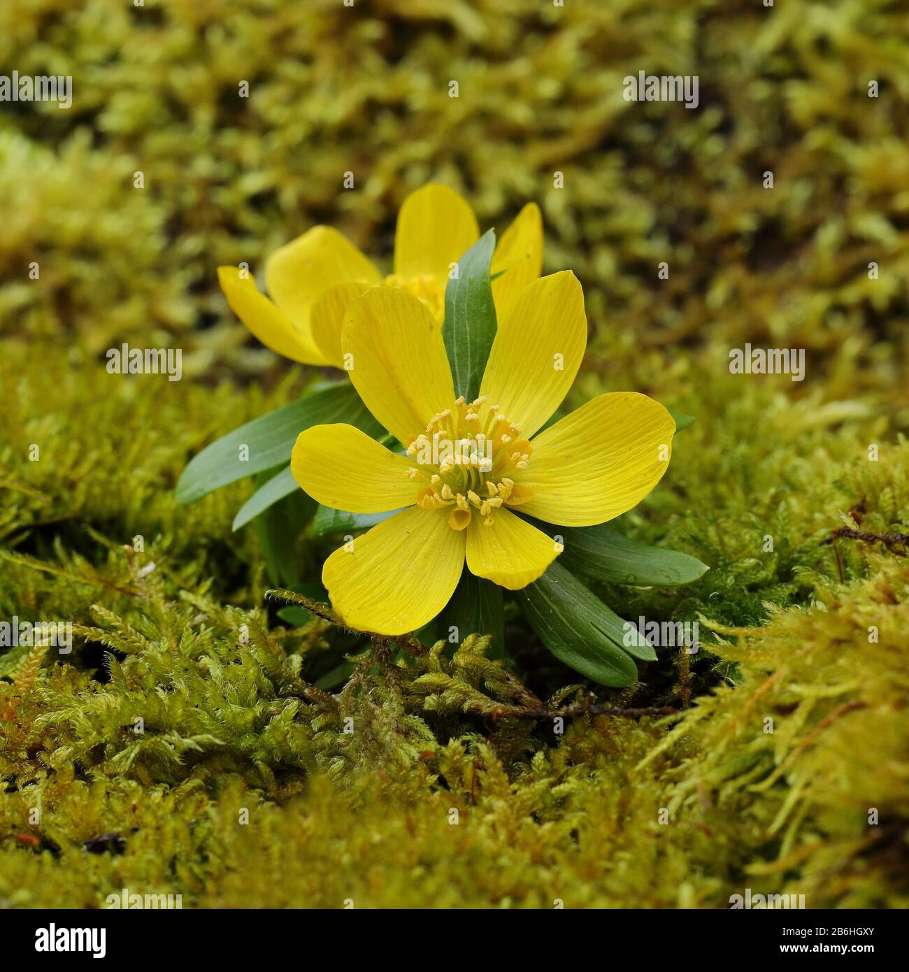 Winter aconites (Eranthis hyemalis), open flower, North Rhine-Westphalia, Germany Stock Photo