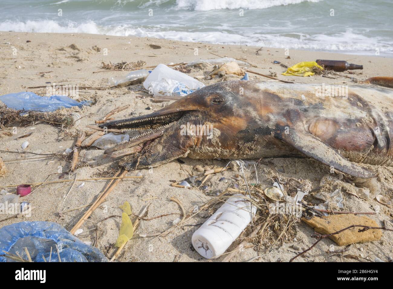 Dead Dolphin washed up on the sandy beach is surrounded by plastic ...