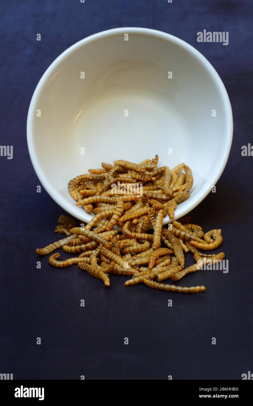 Dried mealworms in bowl, Germany Stock Photo Alamy