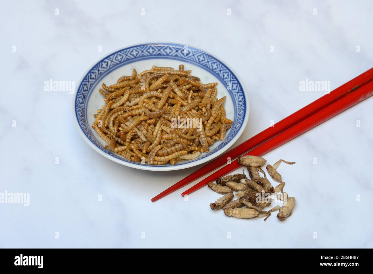 Dried mealworms in bowl and crickets with red chopsticks, Germany Stock