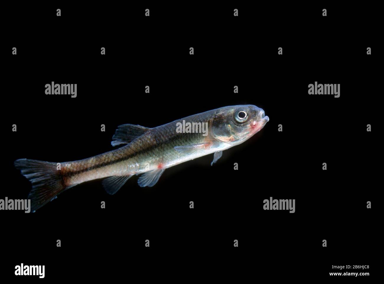 Fathead minnow, (Pimephales promelas), invasive species recently introduced to Europe, captive, France Stock Photo