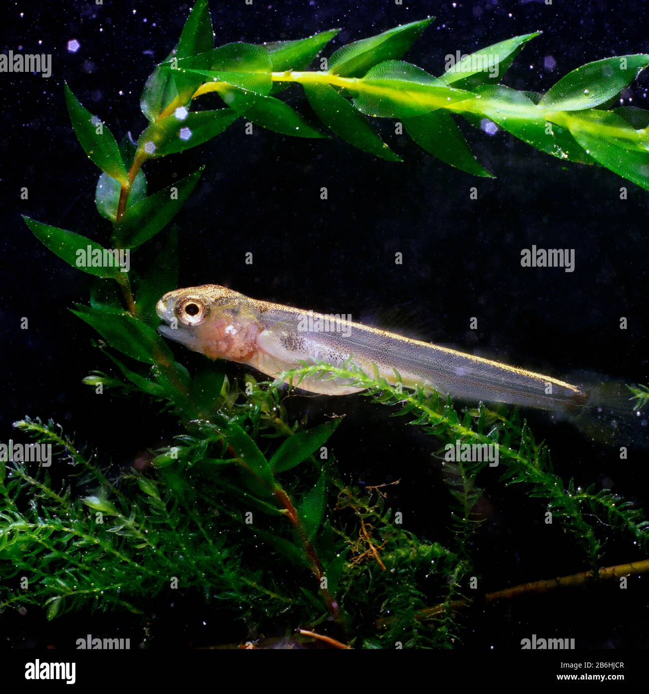 Brown trout (Salmo trutta fario), alevin, young animal, captive, France