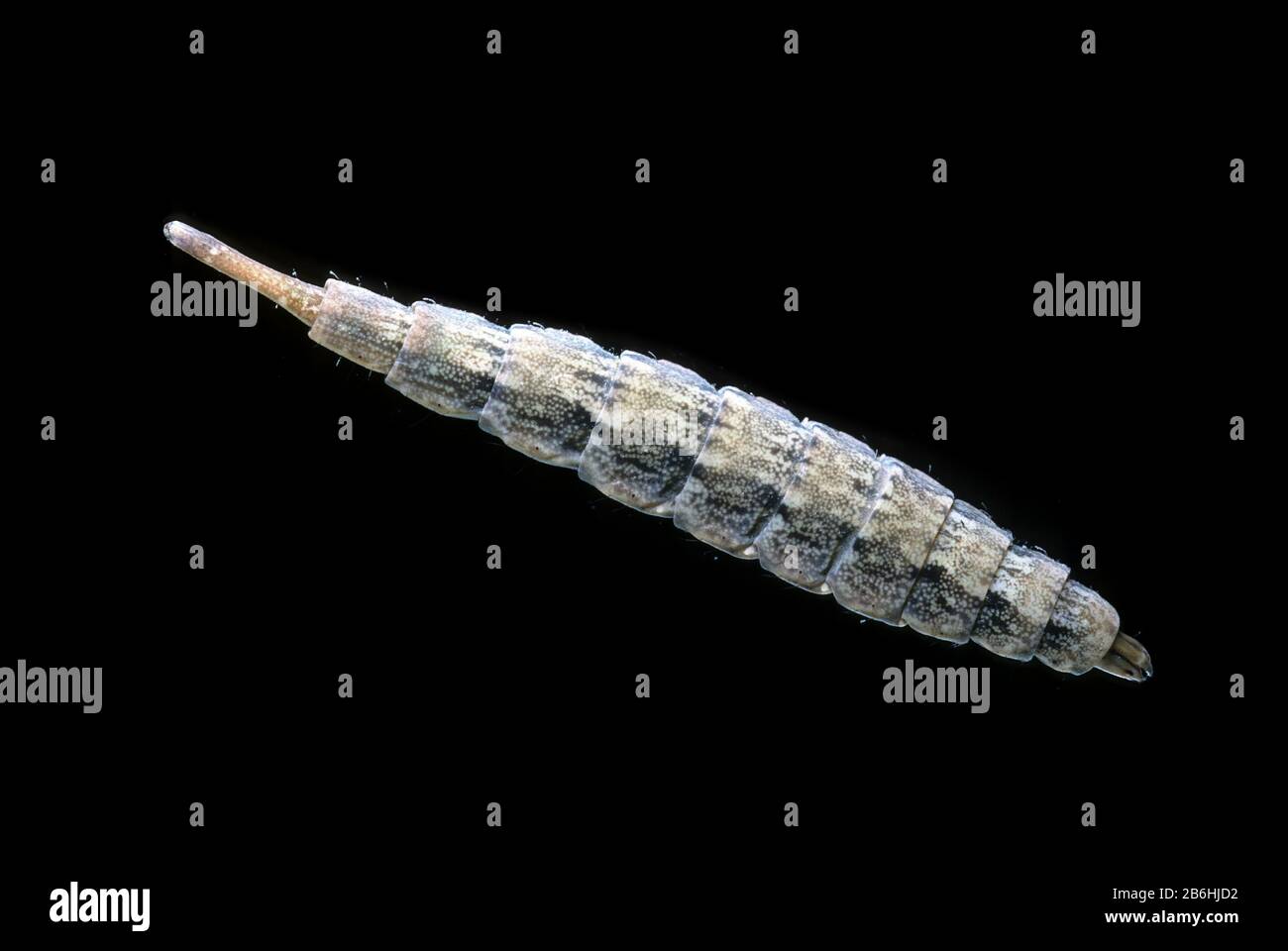 Tabanus sp. (Tabanidae), larva, captive, France Stock Photo