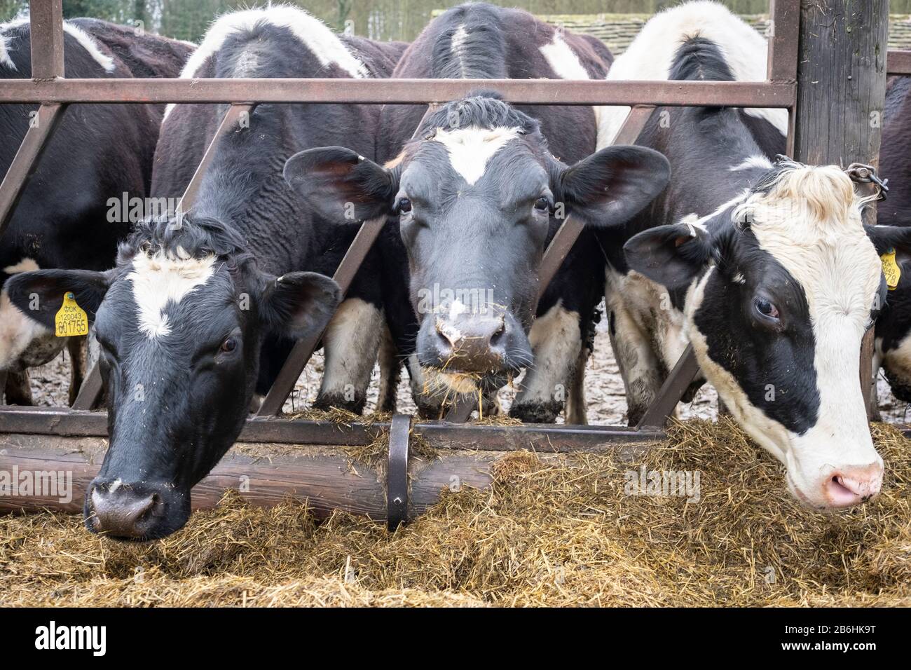 Dairy Cows feeding from a trough, Yorkshire, England, UK Stock Photo ...