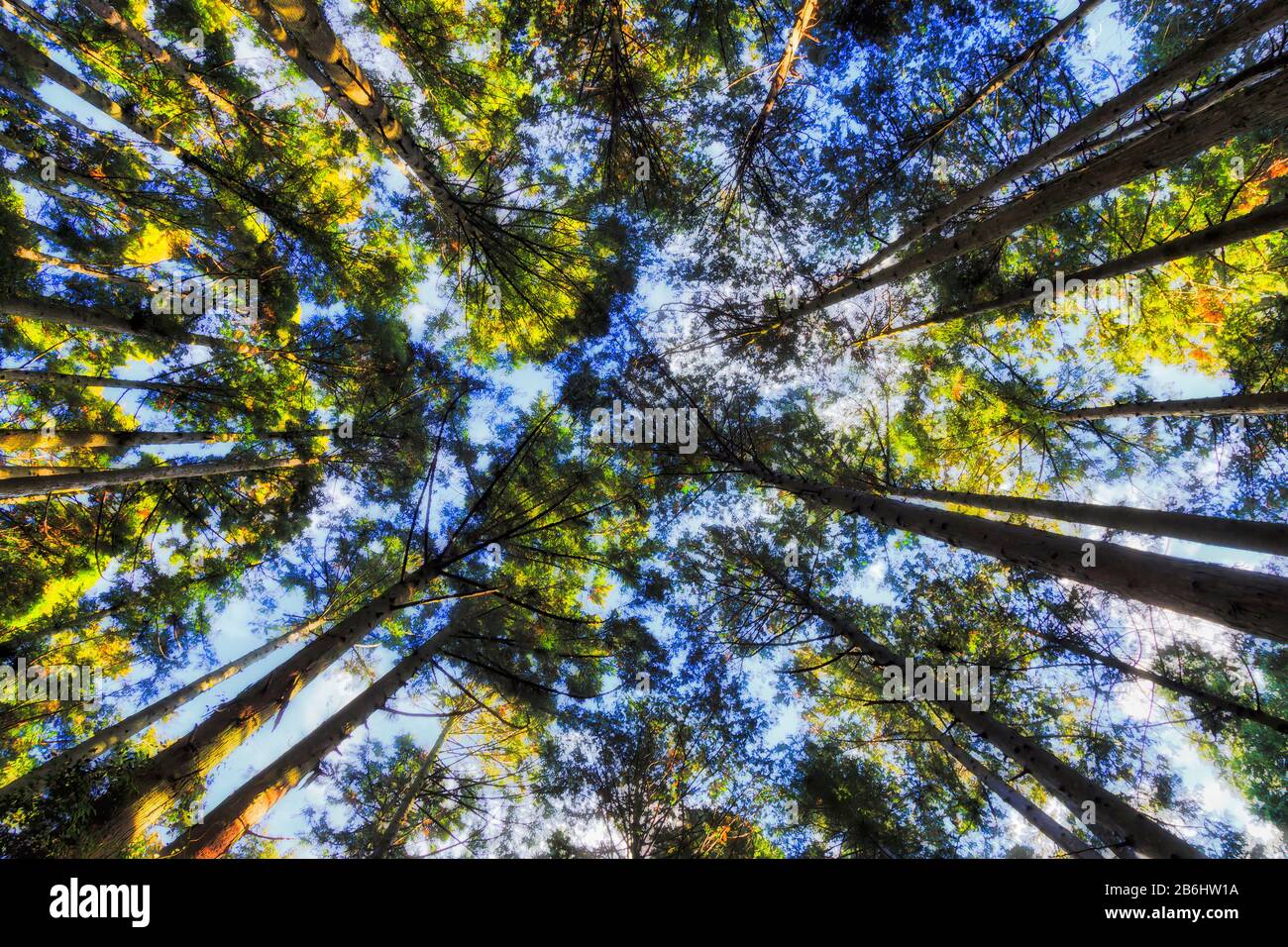 Bottom up view from ground along straight tall trunks of pine trees to blue sky through green crowns. Stock Photo