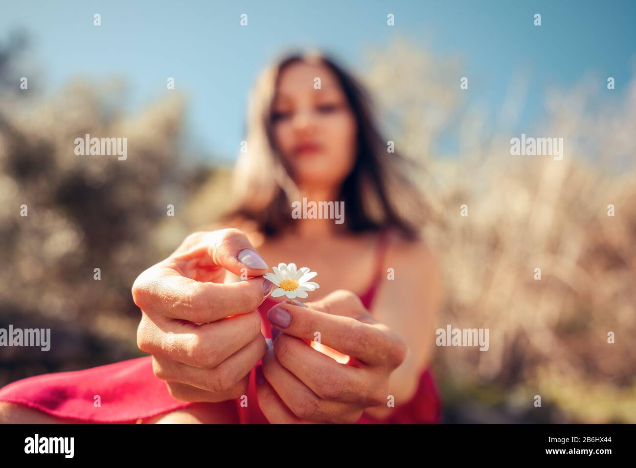 Young Woman is holding in hands white daisy petals and plucking for her fortune Stock Photo