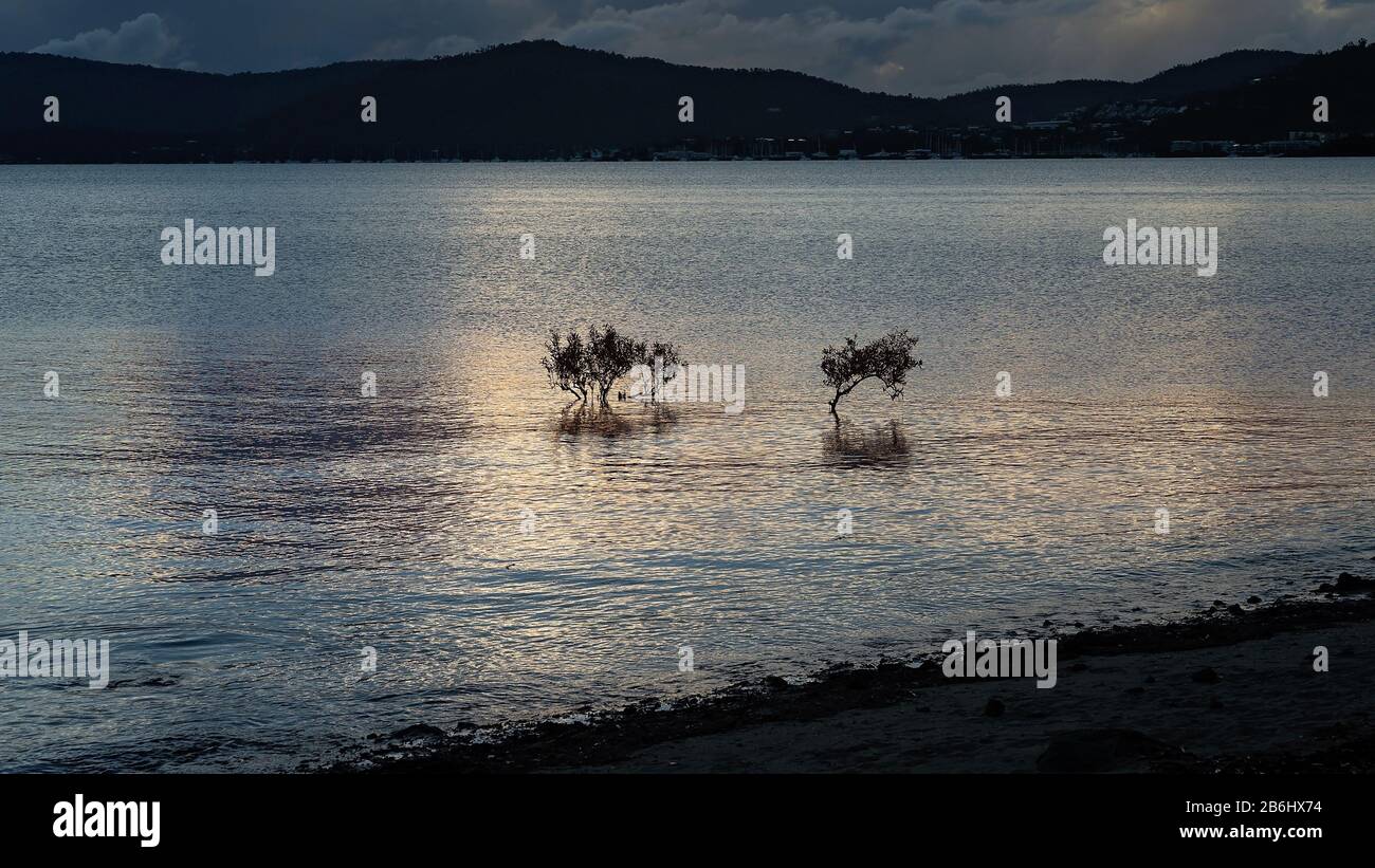 Early morning light on mangrove trees growing in the ocean, dawning