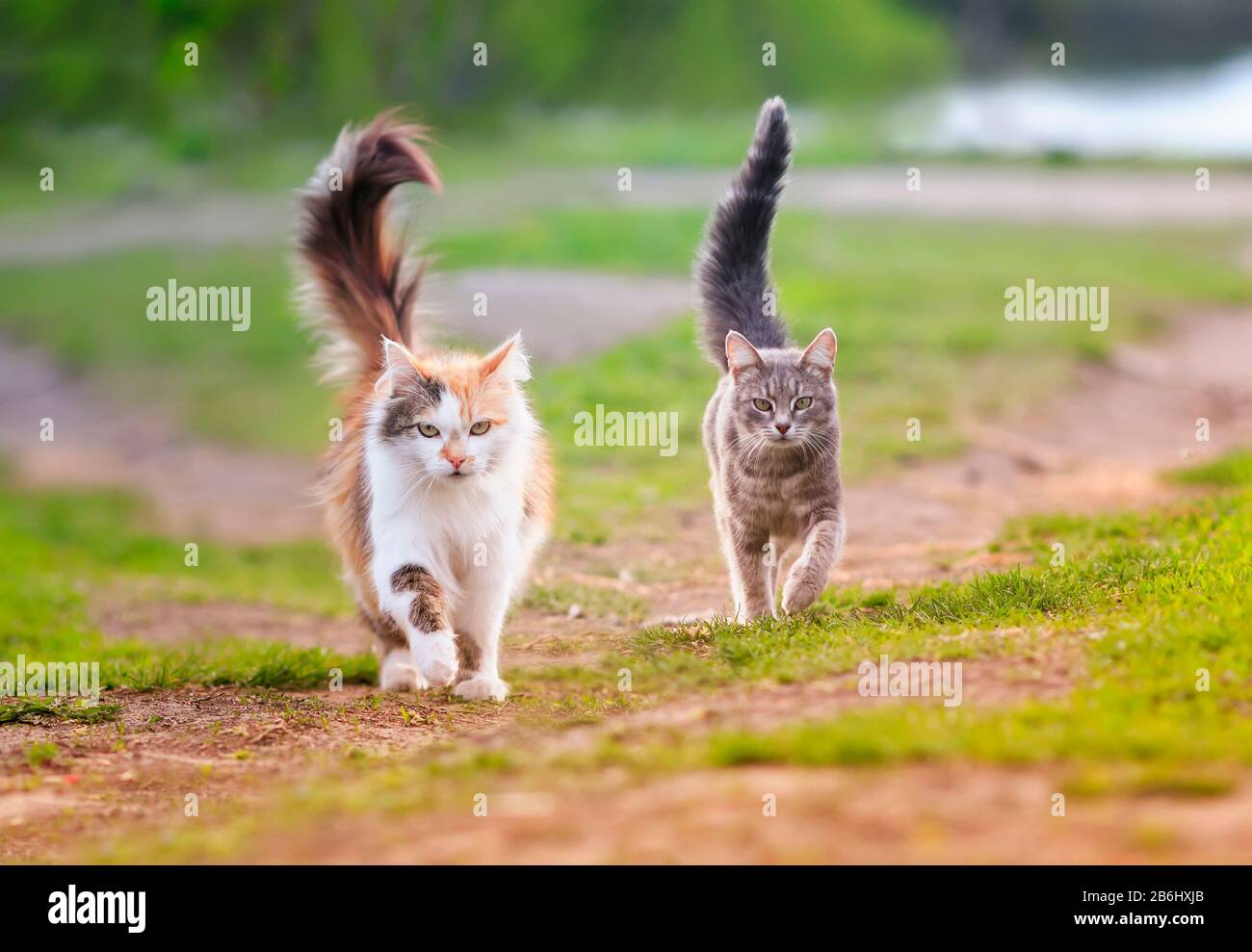 Running With Cat Couple running across hi-res stock photography and images - Alamy