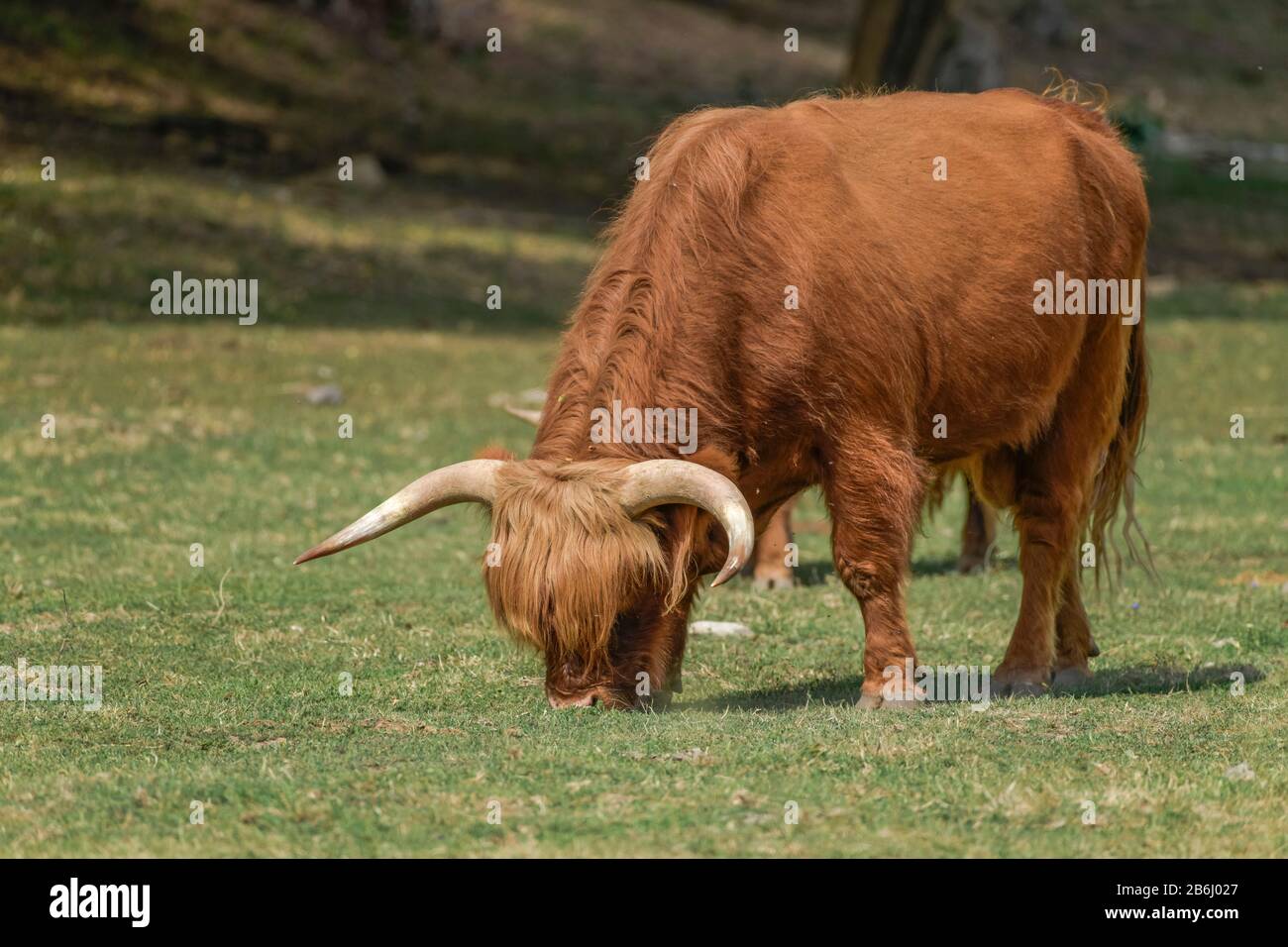 Schottisches Hochlandrind (Highland Cattle), Sachsen-Anhalt, Deutschland Stock Photo